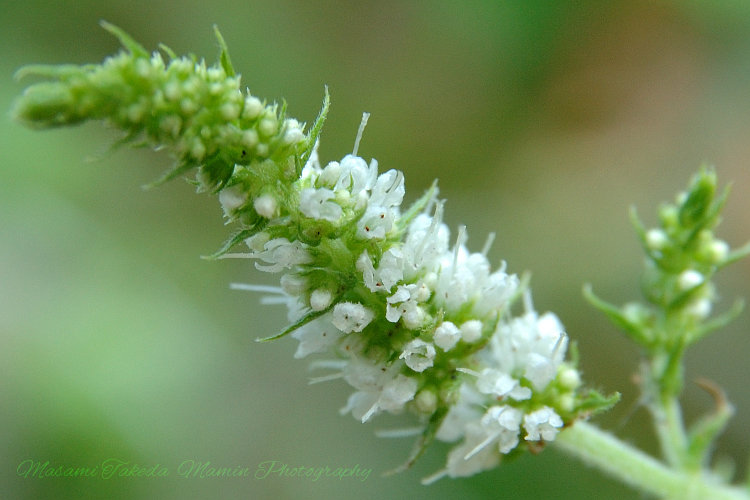 File:Herb applemint flower2.jpg