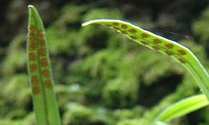File:Sporangia underside of the Lepisorus thunbergianus leaf.jpg