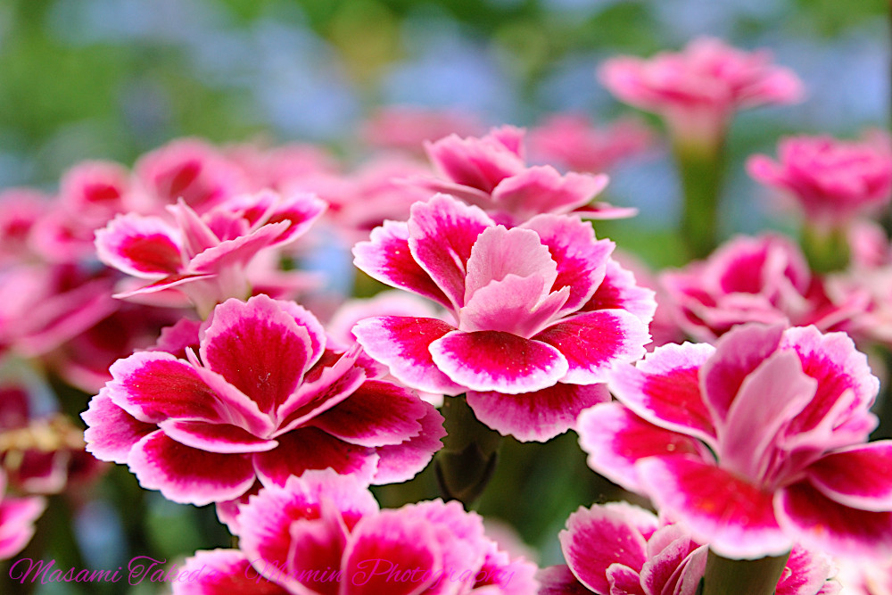 Dianthus caryophyllus 'Pink Kisses' (Carnation) - Mamin Photography