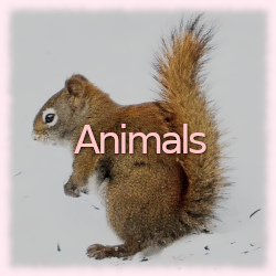 File:Animals banner.jpg