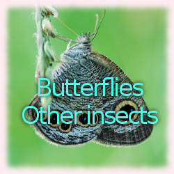 File:Butterflies banner2.jpg