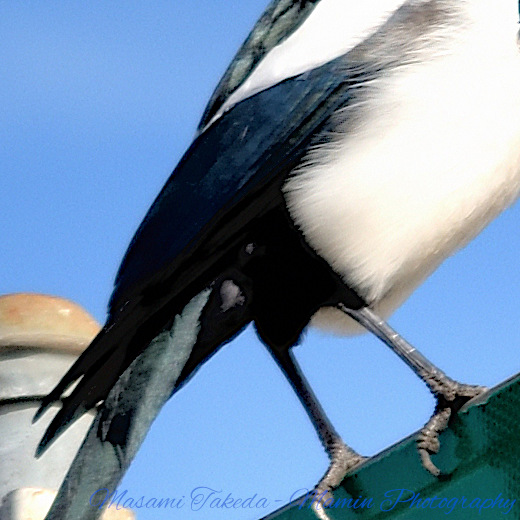 File:American magpie Pica hudsonia The tail Mamin Photo.jpg