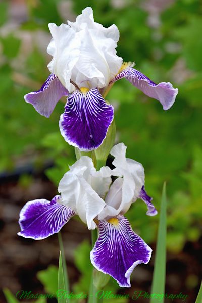 File:Iris germanica cv Mrs Andris two flowers Edmonton Canada Mamin Photo.jpg