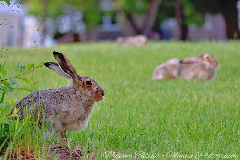 File:Lepus townsendii three rabbits in Edmonton Canada Mamin Photo.jpg
