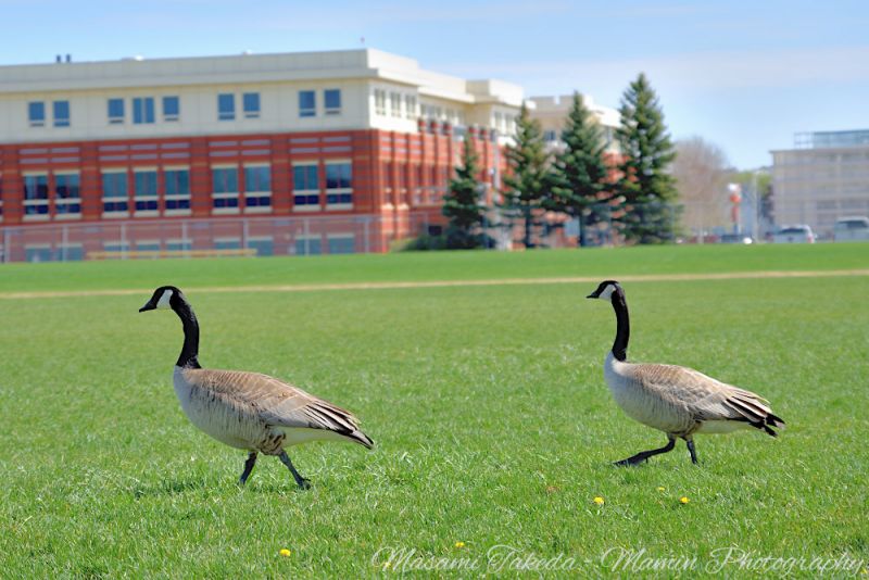 File:Canada geese Branta canadensis Walking on Airways Park Mamin Photo.jpg