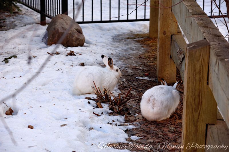 File:Lepus townsendii with a fence in winter in Edmonton Canada Mamin Photo.jpg