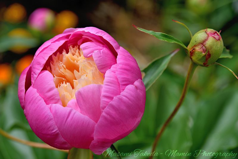 File:Paeonia lactiflora cv Opening an ivory centered pink flower and a bud Edmonton Canada Mamin Photo.jpg
