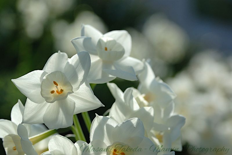 File:Paperwhite bunch-flowered daffodil narcissus tazetta.jpg