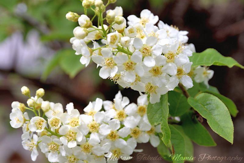 File:Prunus padus var commutata L Two bunches of flowers Mamin Photo.jpg