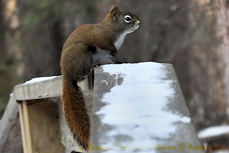 File:American red squirrel on the fence in Rainbow Valley Park Mamin Photo.jpg