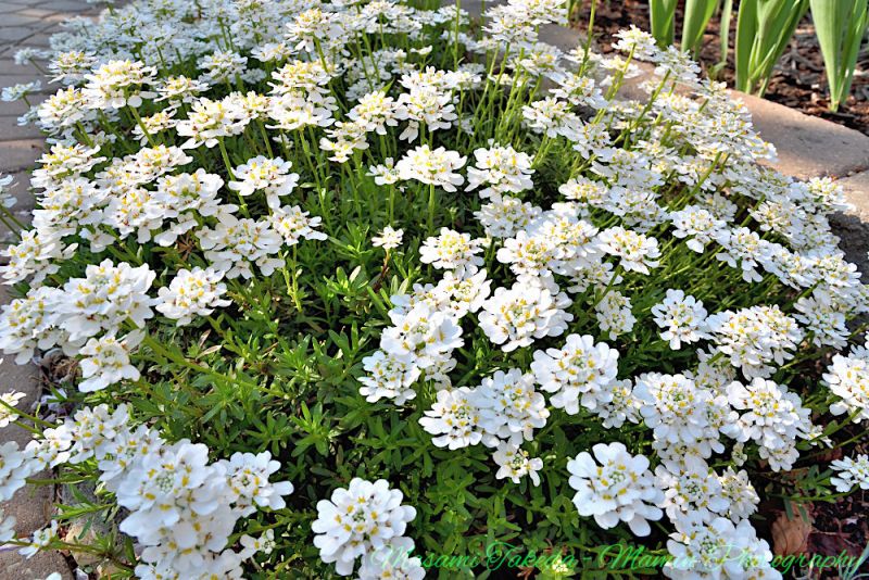 File:Iberis sempervirens cv Snowflake flowers in the garden Mamin Photo.jpg