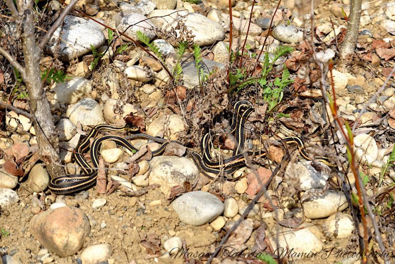 File:Thamnophis sirtalis var on the ground Onoway Alberta Mamin Photo.jpg