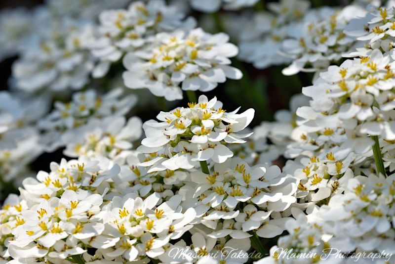 File:Iberis sempervirens cv Snowflake flowers Mamin Photo.jpg