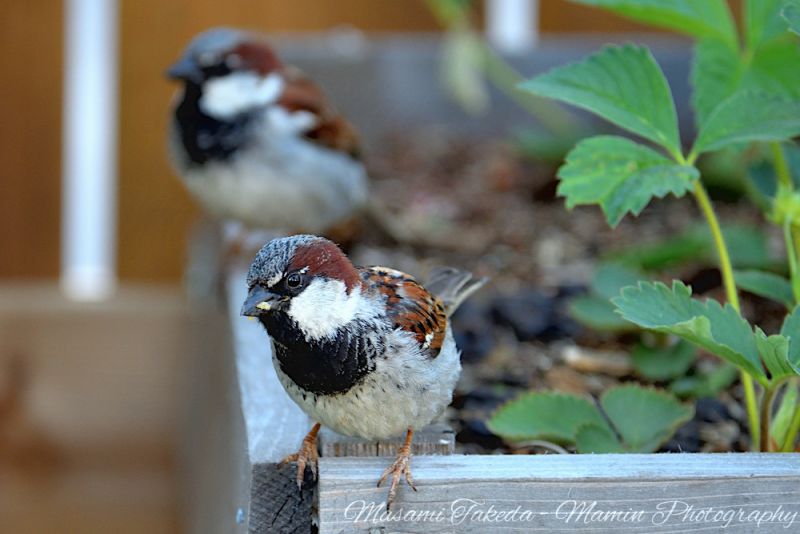 File:Passer domesticus two birds on the veg raised bed in Edmonton Canada Mamin Photo.jpg