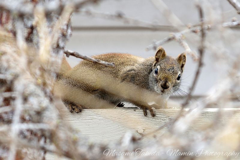 File:American red squirrel Tamiasciurus hudsonicus sitting on the fence Mamin Photo.jpg