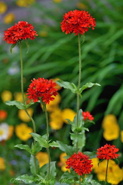 File:Lychnis chalcedonica L flowers leaves in Edmonton Canada Mamin Photo.jpg