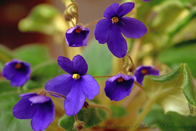 File:Saintpaulia ionantha Purple flowers Mamin Photo.jpg