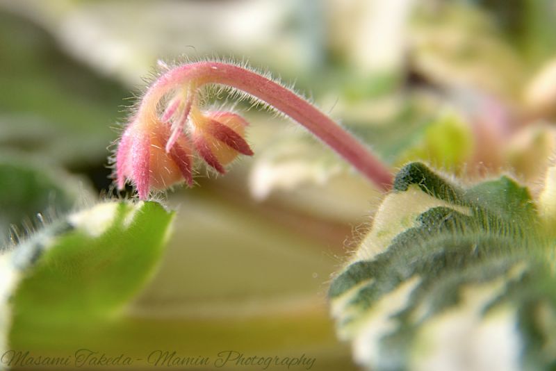 File:Saintpaulia ionantha Flower buds 2 Mamin Photo.jpg