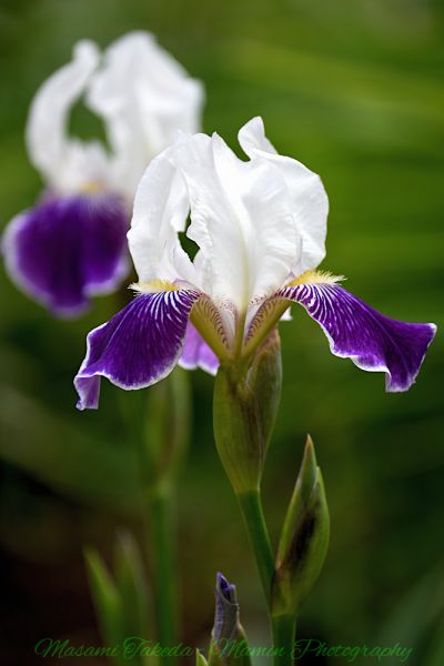 File:Iris germanica cv Mrs Andris flowers Edmonton Canada Mamin Photo.jpg