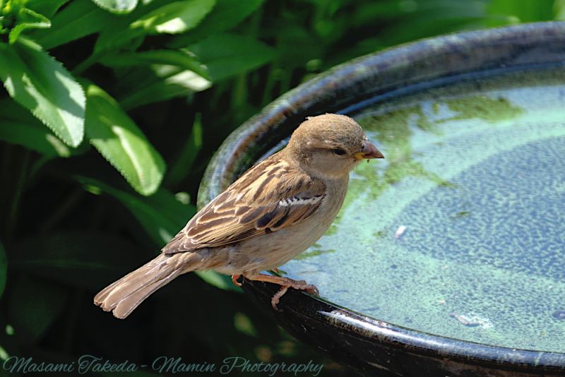 File:Passer domesticus female on the birdbath in Edmonton Canada Mamin Photo.jpg