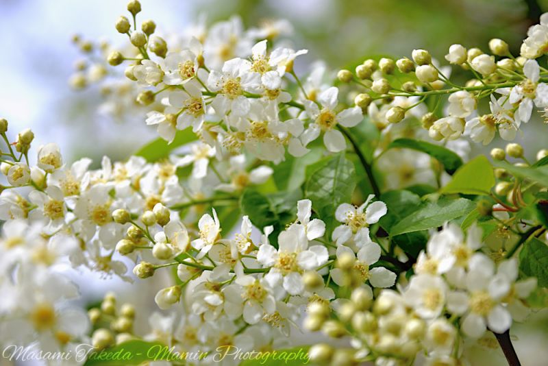 File:Prunus padus var commutata L flowers Mamin Photo.jpg