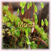 Moss photo