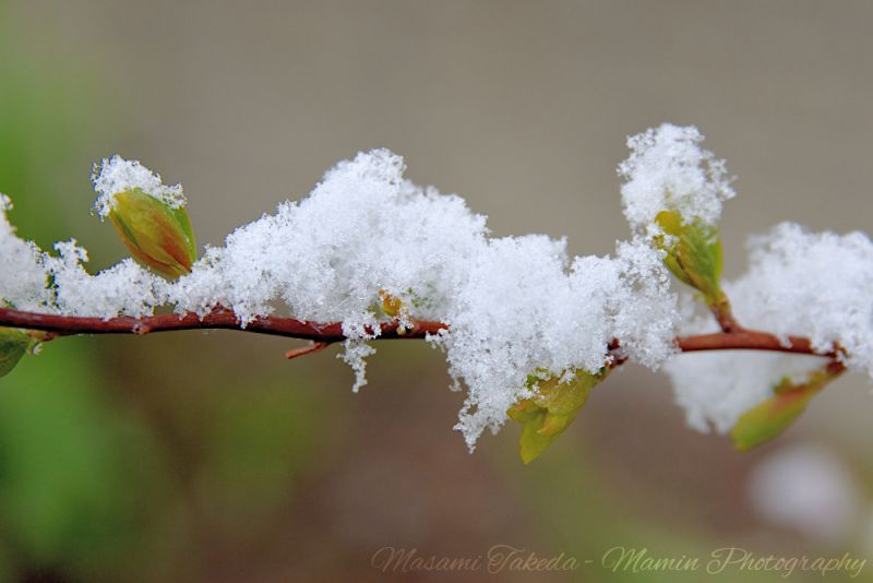 File:Prunus padus var commutata L buds With snow.jpg