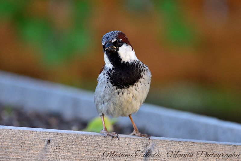 File:Passer domesticus front on the veg raised bed in Edmonton Canada Mamin Photo.jpg