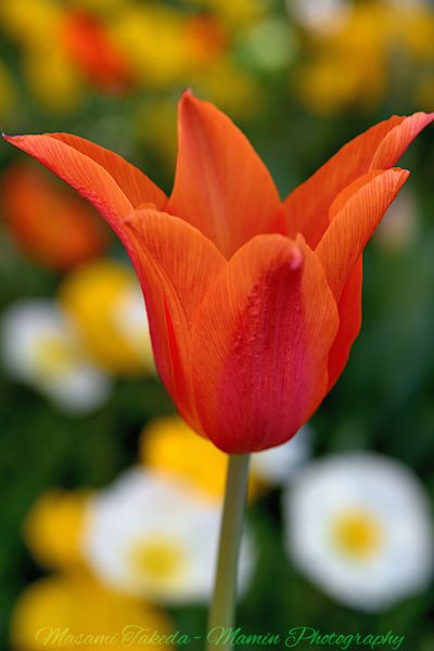 File:Tulipa gesneriana L Tulips Orange flower Mamin Photo.jpg