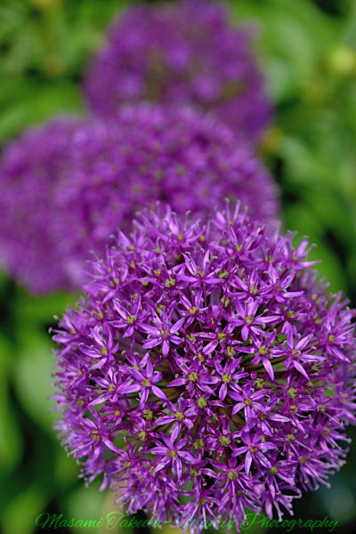File:Allium hollandicum cv Purple Sensation flowers Mamin Photo.jpg