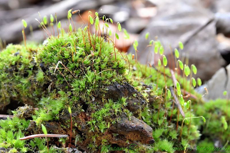 File:Ptychostomum moss Ptychostoum creberrimum in the forest Mamin Photo.jpg