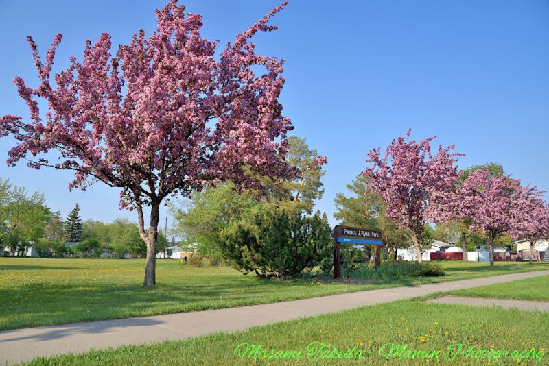 File:Malus sylvestris trees In Patrick J Ryan Park Mamin Photo.jpg