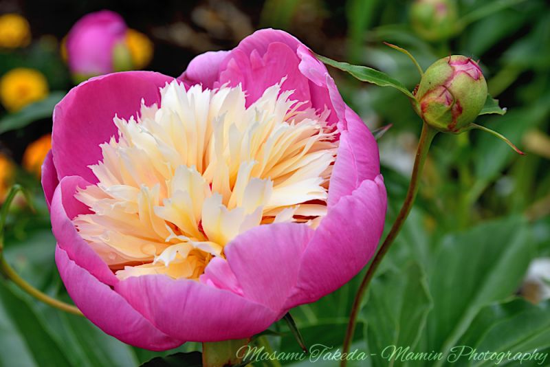 File:Paeonia lactiflora cv An ivory centered pink flower and a bud Edmonton Canada Mamin Photo.jpg