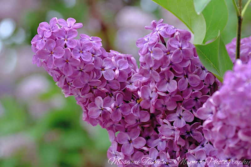 File:Syringa vulgaris L Purple flowers Edmonton Canada Mamin Photo.jpg