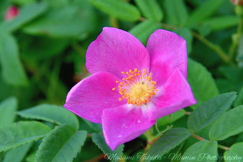 File:Rosa acicularis L flower closeup Edmonton Canada Mamin Photo.jpg