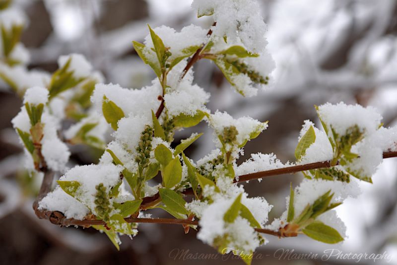 File:Prunus padus var commutata L flower buds With snow.jpg