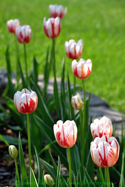 File:Tulipa gesneriana L Tulips Mixed red and white colored flowers Mamin Photo.jpg