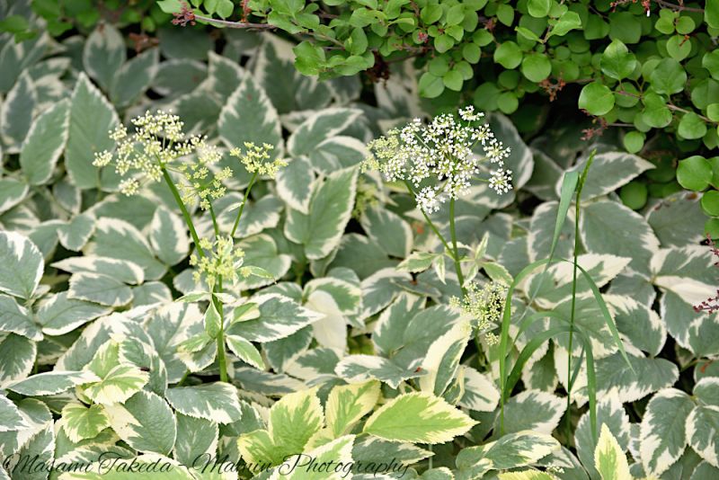 File:Aegopodium podagraria L flowers and variegated leaves Edmonton Canada Mamin Photo.jpg