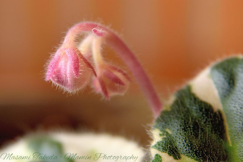 File:Saintpaulia ionantha Flower buds Mamin Photo.jpg