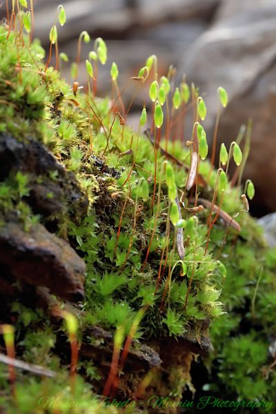 File:Ptychostomum moss Ptychostoum creberrimum With sporophytes Mamin Photo.jpg
