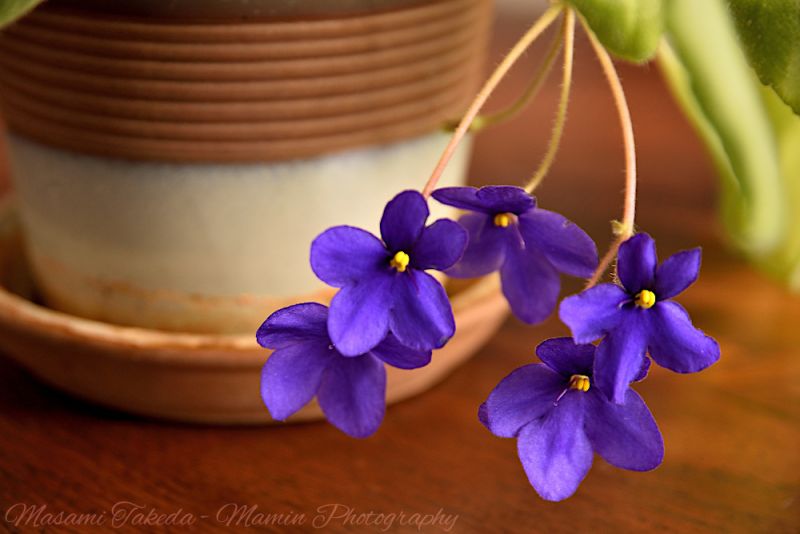 File:Saintpaulia ionantha Purple flowers With a plant pot Mamin Photo.jpg