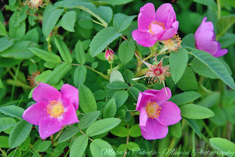 File:Rosa acicularis L flowers Edmonton Canada Mamin Photo.jpg