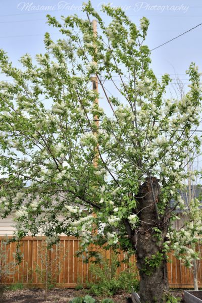 File:Prunus padus var commutata L A tree Mamin Photo.jpg