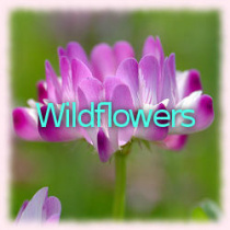 Wildflower photo